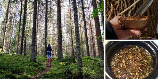 14 Survival Trees You Can Forage For Medicine 