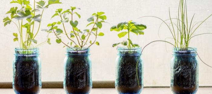 DIY Survival Garden in Mason Jars 