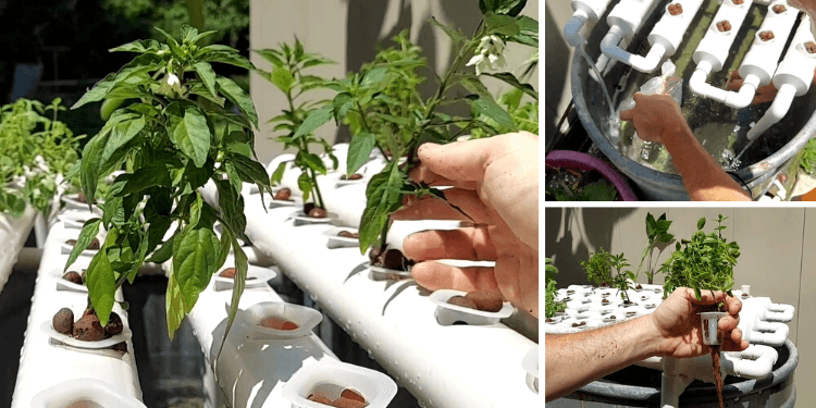 How To Build Your Own Endless Food Supply At Home For SHTF 