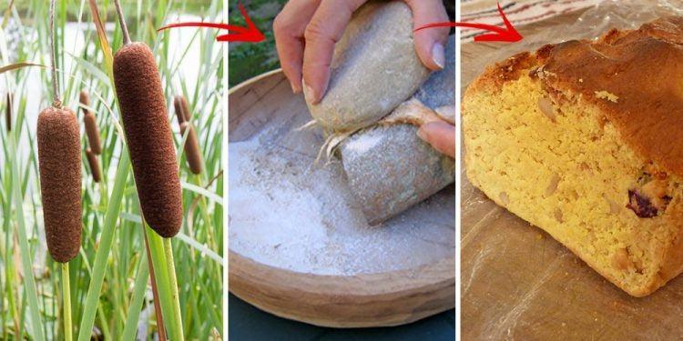 How To Grind Cattails And Make Bread 