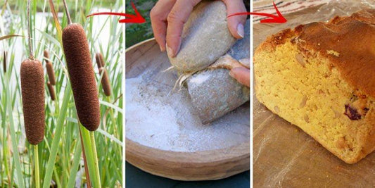 How To Grind Cattails And Make Bread 