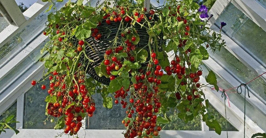 How To Grow Suspended Food Indoors 