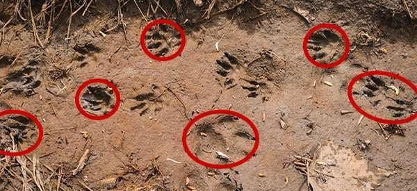 How To Identify Animals By Their Tracks (With Pictures) 
