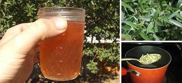 How To Make Aspirin From Willow Bark 