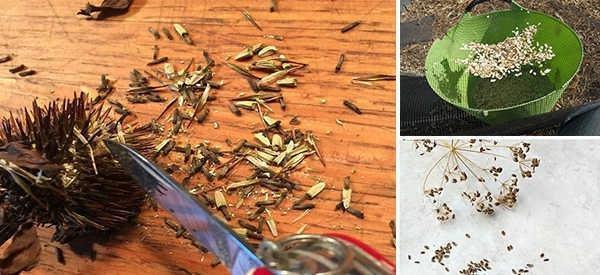 How to Harvest Your Own Seeds from Garden Plants 