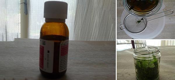 Make Your Own Peppermint Oil – The Best Insect Repellent 