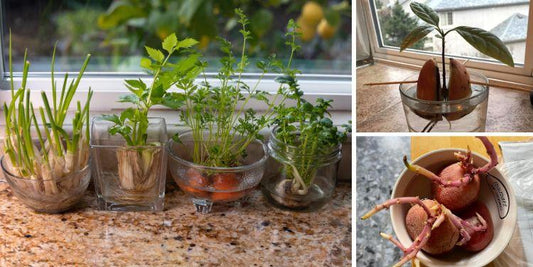 Regrow Vegetables From Scraps and Save Money! 