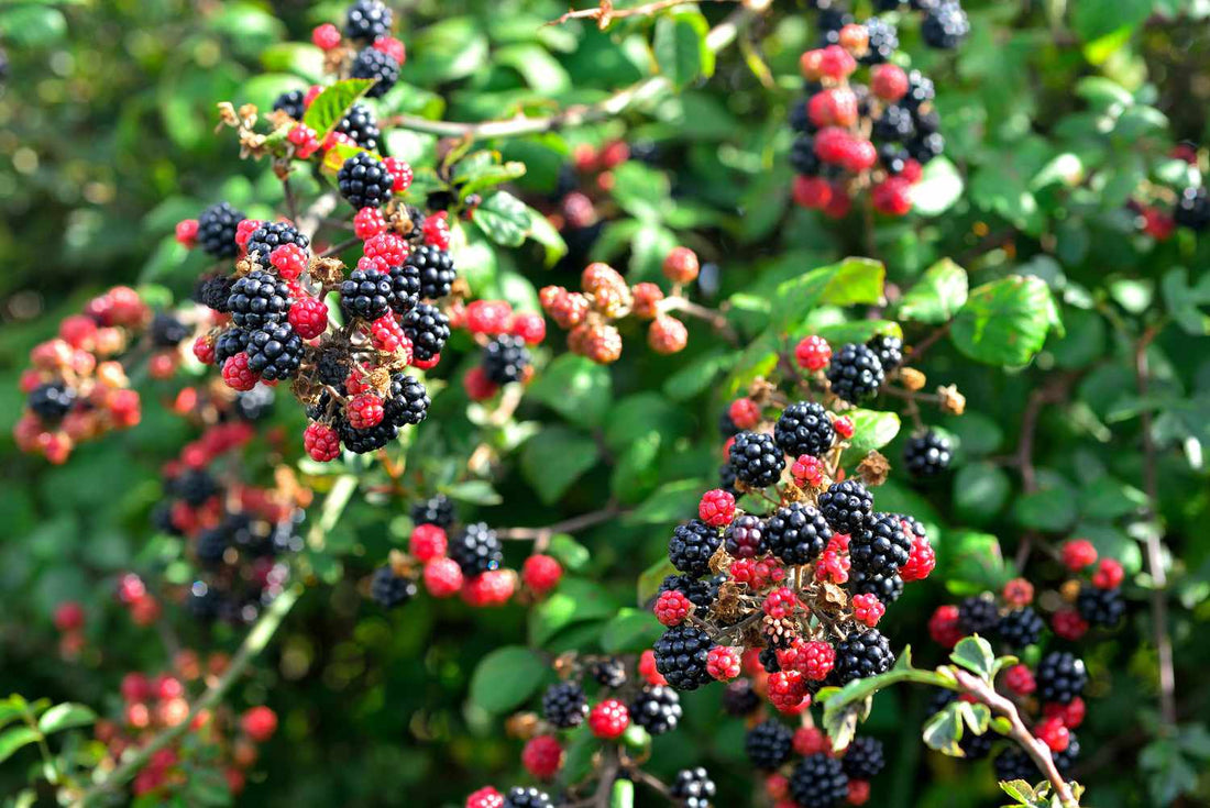 The Do's & Do Nots of Edible Berries 