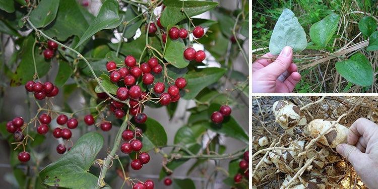The Wild Superfood You Didn’t Know About [All Parts Are Edible] 