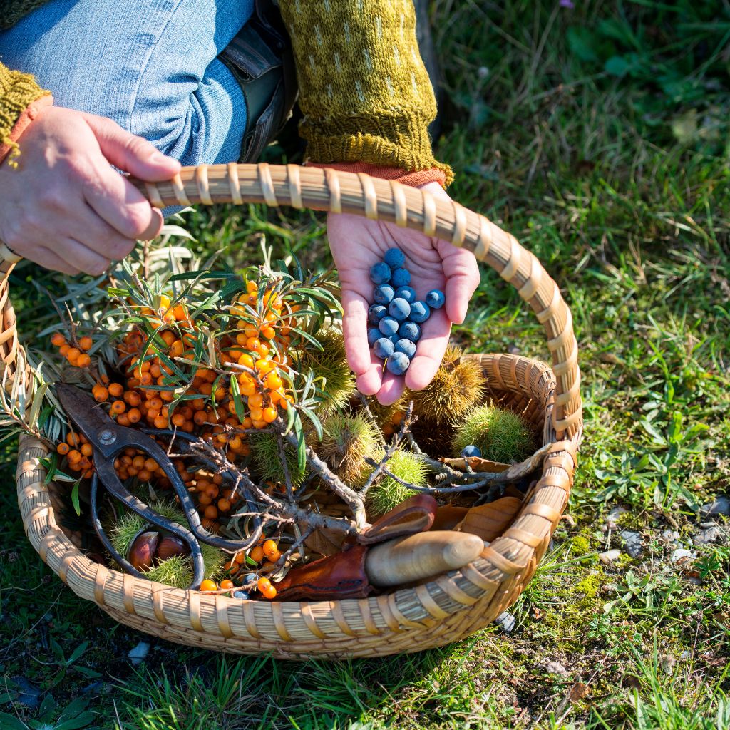 Food Preservation & Foraging American Survivalist